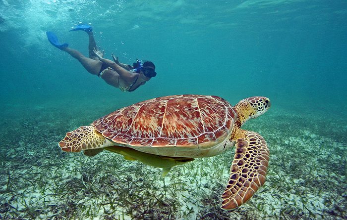 A snorkeler swimming beside a sea turtle